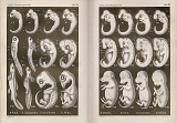 haeckels biogenetische grondwet 1877